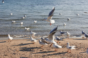 seagulls on the beach