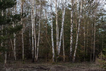 mixed forest with birch trees and pine trees