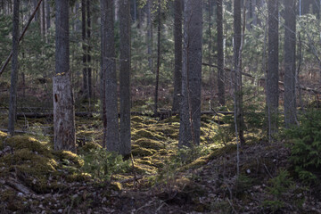 Fototapeta premium sun shines through trees on forest moss