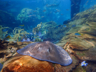 Fototapeta premium a stingray swimming over coral and rock reef underwater.