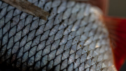 close up of common roach skin with scales © Neils
