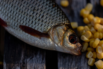 common roach fish on wooden footbridge and corn kernels