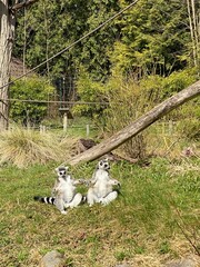 Lemur Augsburg 