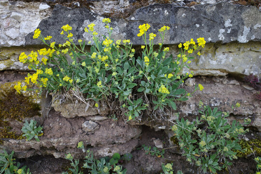 Survival of the fittest. Yellow alyssum starting to bloom in an old garden wall