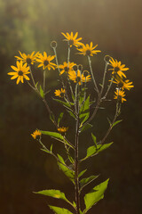 The wild sunflower (lat. Helianthus tuberosus), of the family Asteraceae. Central Russia.