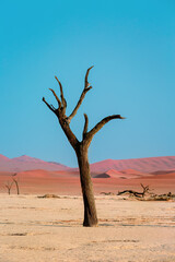 Fototapeta na wymiar Petrified camel acacia in Deadvlei Valley. Namibia