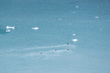 River otters swimming in the ocean, Alaska, USA