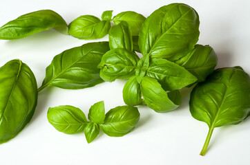 basil, leaves of Ocimum L., on a light background, macro
