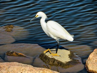 Snowy Egret at lake in Colorado
