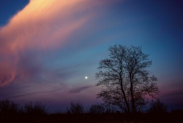 Nature Night View Tree & Moon