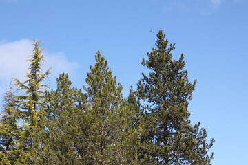 Pines, firs, cedars in the North American taipa forest with blue skies.