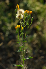 Hieracium robustum, of the family Asteraceae. Central Russia.