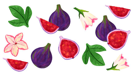Fig fruit watercolor collection. Red and violet ripe fruit element set, sliced and whole, flowers and leaves isolated on white background for print design. 