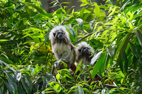 Cotton-top tamarin or Saguinus oedipus little monkeys on tree