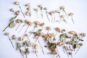 dried dusty roses layed on white 