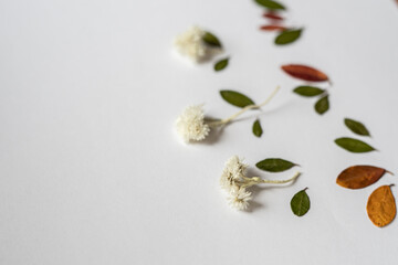 White dried ammobium flowers, real dry amobium, tiny everlast plants for resin, wedding boutonniere, fairy garden decor, small bouquets.
