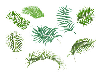 Liście palmy- duży zestaw- grafika wektorowa