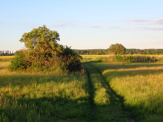 Meadow landscape 