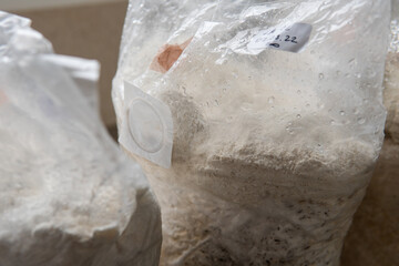 Hericium erinaceus medicinal mushroom nootropic. Fruiting bodies of Hericium erinaceus prepared for reception © contentdealer