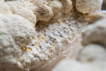 Hericium erinaceus medicinal mushroom nootropic. Fruiting bodies of Hericium erinaceus prepared for reception