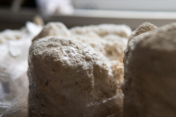 Hericium erinaceus is a popular mushroom nootropic. Medical mushrooms for mental health