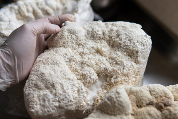 Hericium erinaceus medicinal mushroom nootropic. Fruiting bodies of Hericium erinaceus prepared for reception
