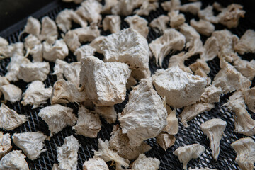 Hericium erinaceus is a popular mushroom nootropic. Medical mushrooms for mental health