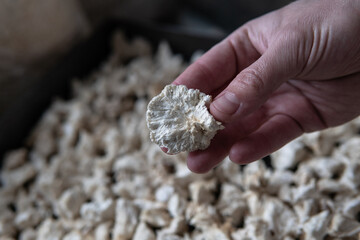 Hericium erinaceus is a medicinal mushroom for mental health. Medicinal medicinal mushrooms © contentdealer