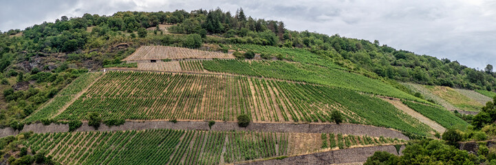 Fototapeta na wymiar Panorama view of vineyards on the banks of the River Rhine in Germany