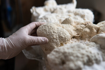 Hericium erinaceus medicinal mushroom nootropic. Fruiting bodies of Hericium erinaceus prepared for reception