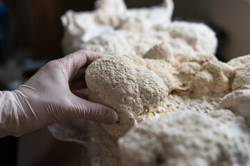 Hericium erinaceus - Medicinal mushrooms for mental health. Lions mane close-up fungi
