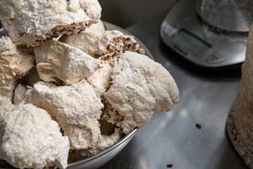 Hericium erinaceus medicinal mushroom nootropic. Fruiting bodies of Hericium erinaceus prepared for reception