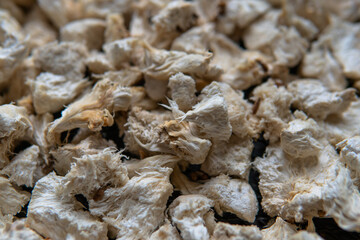 Hericium erinaceus - Medicinal mushrooms for mental health. Lions mane close-up fungi