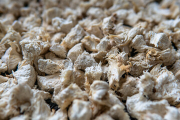 Hericium erinaceus medicinal mushroom nootropic. Fruiting bodies of Hericium erinaceus prepared for reception