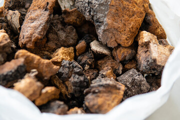 Chaga mushroom. Medicinal chaga mushroom. Inonotus obliquus