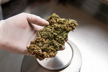 marijuana buds. Medicinal strains of marijuana for recreational purposes