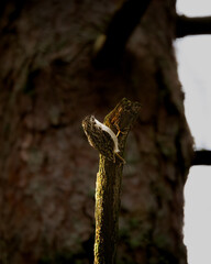 bird on branch