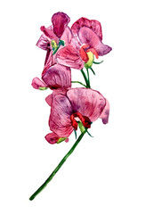 Ramo di orchidea rosa, illustrazione  ad acquerello isolata su sfondo bianco © sommaria
