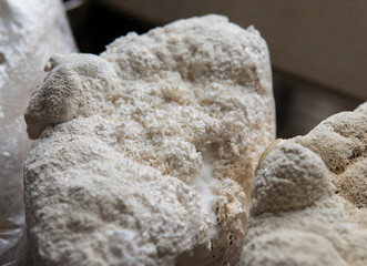 Hericium erinaceus medicinal mushroom nootropic. Fruiting bodies of Hericium erinaceus prepared for reception © contentdealer