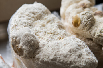 Hericium erinaceus - Medicinal mushrooms for mental health. Lions mane close-up fungi