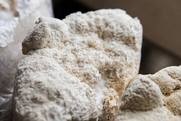 Hericium erinaceus medicinal mushroom nootropic. Fruiting bodies of Hericium erinaceus prepared for reception