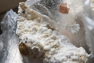 Hericium erinaceus medicinal mushroom nootropic. Fruiting bodies of Hericium erinaceus prepared for reception © contentdealer