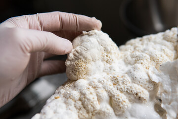 Hericium erinaceus is a popular mushroom nootropic. Medical mushrooms for mental health