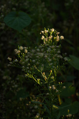 The Canadian horseweed (lat. Erigeron canadensis), of the family Asteraceae. Central Russia.