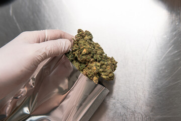 pressed marijuana buds on metal scales. Legalization of the recreational use of cannabis in the world