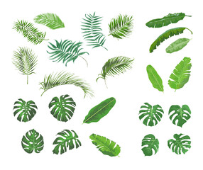 Bladeren van tropische planten, banaan, monstera, palm. - vectorafbeeldingen - grote set