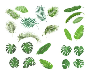 Fotobehang Tropische bladeren Bladeren van tropische planten, banaan, monstera, palm. - vectorafbeeldingen - grote set