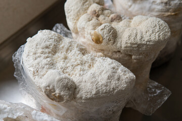 Hericium erinaceus medicinal mushroom nootropic. Fruiting bodies of Hericium erinaceus prepared for reception