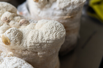 Hericium erinaceus is a popular mushroom nootropic. Medical mushrooms for mental health