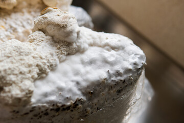 Hericium erinaceus is a popular mushroom nootropic. Medical mushrooms for mental health